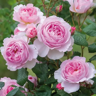 Что за цветы – пионовидные розы? Сорта и особенности | Roses Delivery