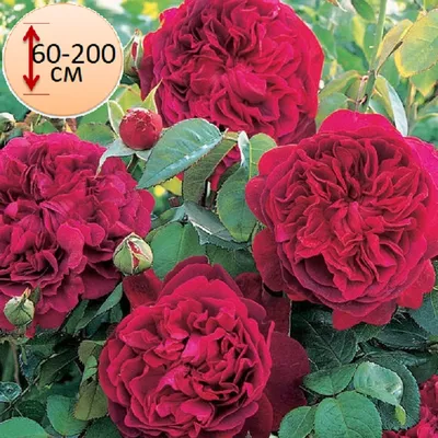 Пионовидные розы: описание и фото лучших сортов | Розы, Садовые идеи, Цветы