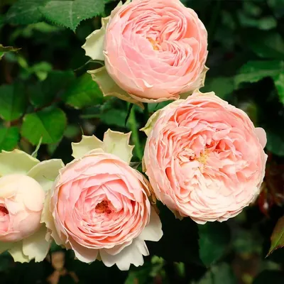 Пионовидные розы – особенности и преимущества