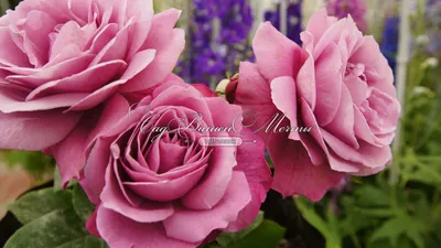 Как выращивать розы: бухгалтер вырастила розовый сад - 7 августа 2022 -  76.ru