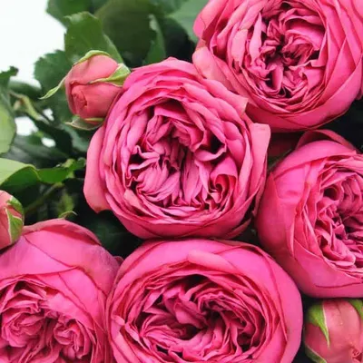 Роза \"Mansfield Park\" купить в питомнике растений с доставкой по Самаре и  Самарской области, саженцы, выращивание, посадка и уход
