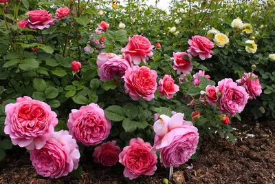 Роза с ностальгической формой цветков. Кусты низкорослые, плотные,  компактно растущие. Цветки диаметром 10-12 см, фиолетово- пурпурные,  шарообразные, густо наполненные лепестками (как у старинных роз),  распускаются медленно и источают прекрасный аромат ...
