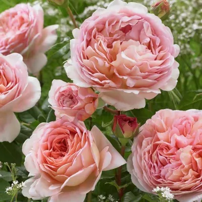 Саженцы роз Пинк Пиано (Pink Piano) 120 см. повторно цветущие. Контейнер 4  литра (ID#1767251630), цена: 220 ₴, купить на Prom.ua