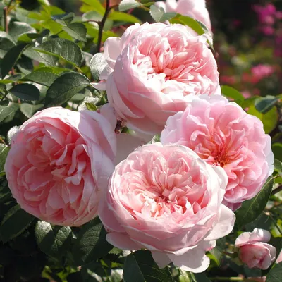 Розы пионовидные (романтические) - Коллекция Роз - Каталог -  Kamelia-garden.ru