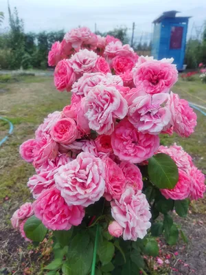 Пионовидная роза: размножение, уход и применение в саду