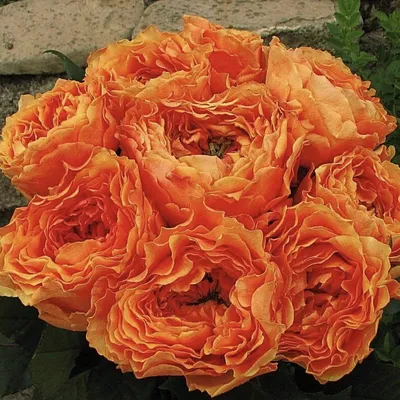 9 веток пионовидной кустовой розы в коробке, Цветы и подарки в Красноярске,  купить по цене 8340 RUB, Цветы в коробке в Wisteria цветочная мастерская с  доставкой | Flowwow