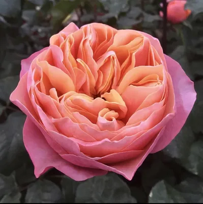 8 лучших сортов пионовидных роз. Цветут обильно и ярко все лето  невероятными помпонами! - YouTube