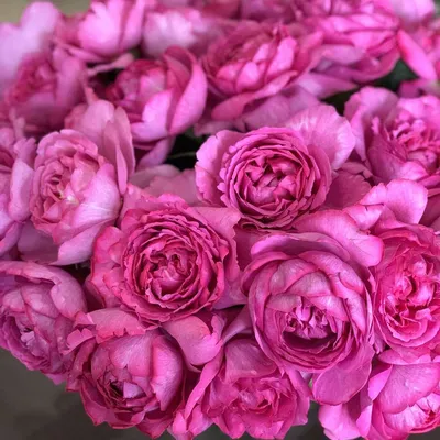 Роза \"Mansfield Park\" купить в питомнике растений с доставкой по Самаре и  Самарской области, саженцы, выращивание, посадка и уход