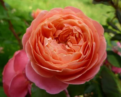 Красивые пионовидные розы - 71 фото