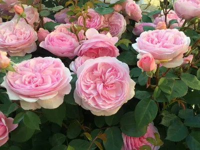 Пионовидные розы: пушистые красавицы в цветнике | Наталья Кудрявцева | Дзен