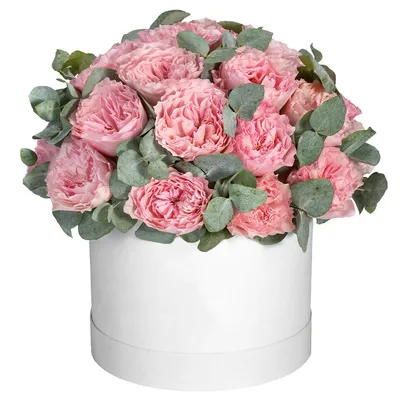 Сортовые пионовидные розы, гортензия, пионы, диантусы, озoтамнус - Красивые  цветы в Тамбове
