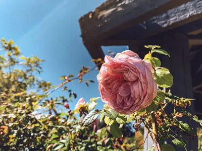 Пионовидные розы Вувузела 45/50 см поштучно от 120 руб./шт. Купить цветы.
