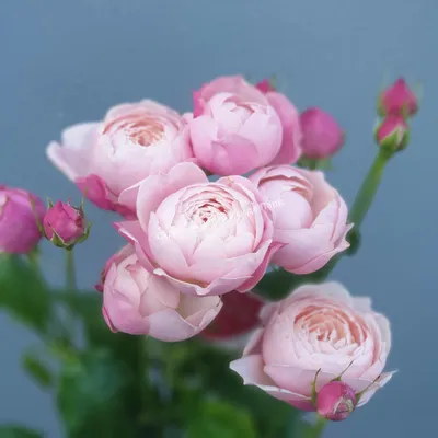 Пионовидные розы розовые №365 - 🌹 Цветы Новосибирск:
