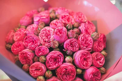 Пионовидные розы: не оставят никого равнодушными! Обзор самых красивых  сортов