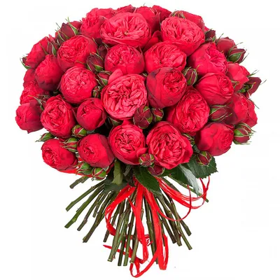 Пионовидные розы 25 шт сорт Kahala с доставкой по Алмате — Cvety.kz
