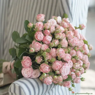 Купить Пионовидные розы сорта David Austin model №510 в Новосибирске