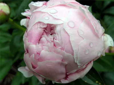Пушистые бело-розовые пионы, бутоны …» — создано в Шедевруме