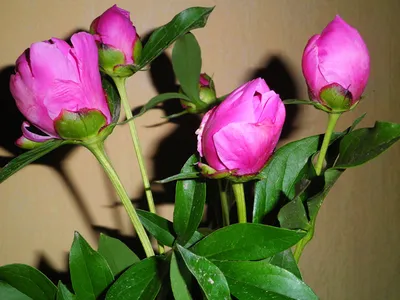 Пионы. Большие цветы пиона закрываются вверх. Цветущий куст роз. Белые  бутоны с пышными лепестками-панелями.. Стоковое Изображение - изображение  насчитывающей расти, душисто: 209479009