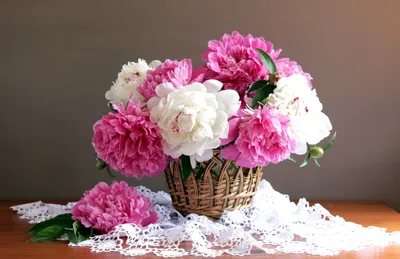 Обои пионы, розовые пионы, цветы на рабочий стол