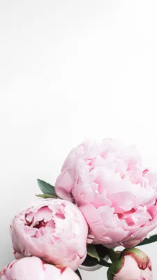 Peonies iPhone wallpaper | Pink wallpaper backgrounds, Peony wallpaper,  Beautiful flowers