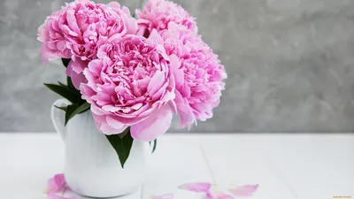 Розовые пионы обои - 69 фото