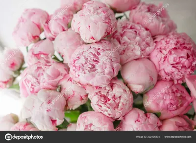 Wallpaper. Lovely Flowers Pink Peonies . Floral Compositions, Daylight.  Stock Image - Image of idea, antique: 120243169