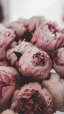 Wallpaper | Flowers | Peonies – Wallpaper Ideas | Пионы, Фиолетовые пионы,  Цветочные фоны