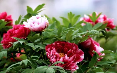Почему у пионов мельчают цветы. Три основных причины | САД В ЮЖНОЙ СТЕПИ.  Хутор Бородкин | Дзен
