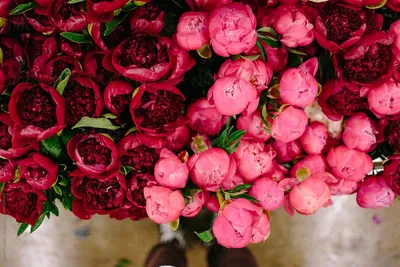 🌺 Купить букет пионов, 🛒 Заказать цветы по лучшей цене. ➱ Большой выбор  пионов | «Роза Буковина»
