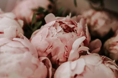 Что означают розовые пионы: символика и значение