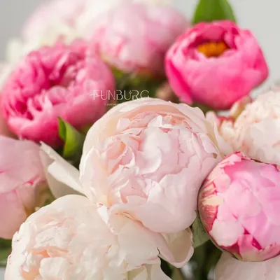 Обои | Цветы | Пионы | Flowers nature, Flower phone wallpaper, Peony  wallpaper