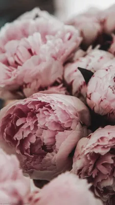 Обои | Цветы | Пионы | Flowers nature, Flower phone wallpaper, Peony  wallpaper