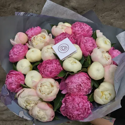 Пионы Сара Бернар - купить в Москве | Flowerna