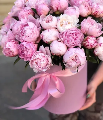 Величественный конкурент розы – пион💕