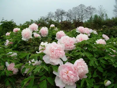 Обои Сады Пионы Кусты Розовый Цветы Картинка #455186 Скачать | Пионовый  сад, Пионы, Розовые деревья