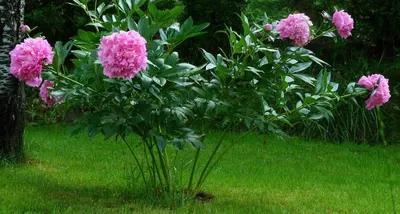 9 способов украсить сад пионами | Мир растений и деревьев | Журнал «Дом и  сад»