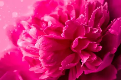 Фото Розовые пионы в макросъемке