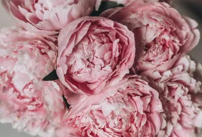 Розовые пионы, большие цветы, мягкий…» — создано в Шедевруме