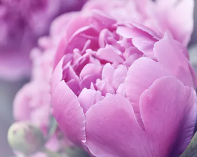макро фото, розовый, пион цветок, цветы, розовые цветы, розовый куст,  нежно-розовый, летние цветы, сад, природа | Pxfuel