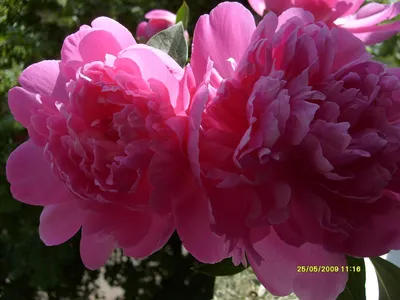 Пион цветы макро съемка | Цветы, Пионы