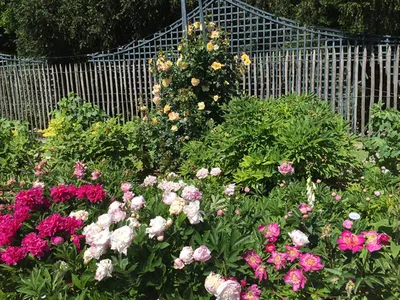 Что посадить рядом с пионом, чтобы клумба радовала весь сезон: 28 примеров  идеальных соседей по разным параметрам | Росток🌷: заметки садовода | Дзен