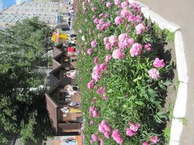 Купить готовые клумбы и многолетние цветники — Купити квіти в Україні