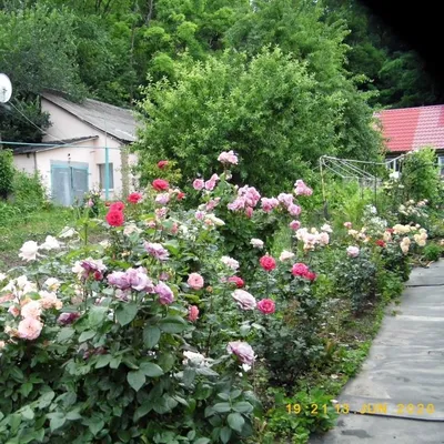 Клумба с пышными пионами белыми и нежно-розового оттенка лепестками в саду.  Stock Photo | Adobe Stock
