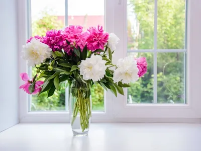 Розовые пионы на силле окна Стоковое Изображение - изображение  насчитывающей партия, душисто: 36443505