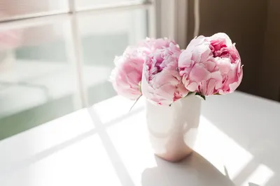 Красивые цветы пиона в вазе на столе :: Стоковая фотография :: Pixel-Shot  Studio