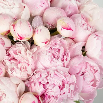 Розовые И Белые Пионы от салона цветов Флордель