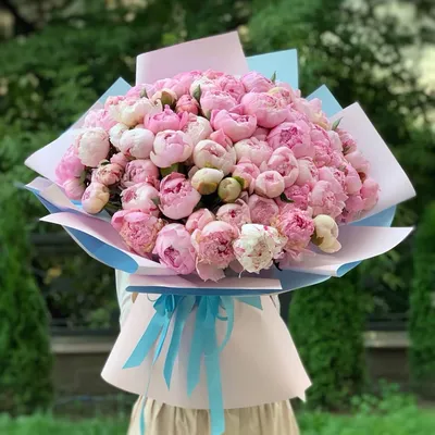 Нежно-розовые пионы Сара Бернар | Купите красивые нежно-розовые пионы в  Екатеринбурге