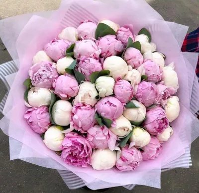 Купить 51 розовый и белый пион в упаковке по доступной цене с доставкой в  Москве и области в интернет-магазине Город Букетов