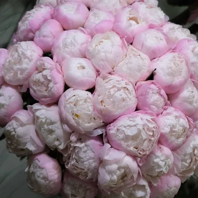 Almaflowers.kz | Букет из 101 пиона (Розовые и белые) - купить в Алматы по  лучшей цене с доставкой