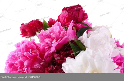 Закажите пионы белые, розовые, красные в Горках от «Love Flowers»